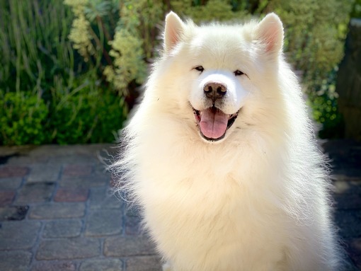 ALEN(ｱﾚﾝ) 似てる動物？？