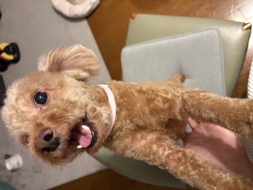 ASUMURA(ｱｽﾑﾗ) ららちゃんのトリミングしました🐶✂️