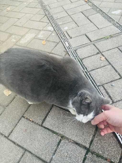 CHIKAGE(ﾁｶｹﾞ) 偶然の出会い