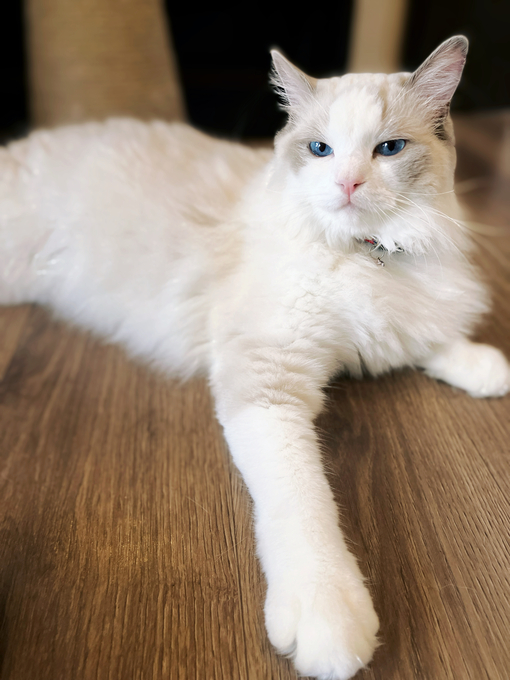 CHIKAGE(ﾁｶｹﾞ) ネコカフェ日記